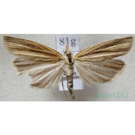 Agriphila tristella (Denis & Schiffermüller, 1775) Wachlarzyk zmienny Czech81g